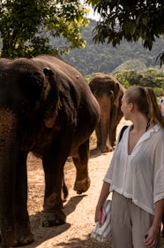 A woman stands on a dirt path next to a group of elephants in a natural, wooded environment. The scene is filled with green foliage and trees, and the woman appears to be observing the elephants closely. She is holding a folded cloth and a phone, dressed casually in light-colored clothing. The lighting suggests a sunny day, with the background featuring mountains covered in greenery.