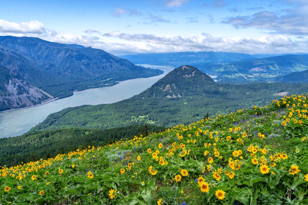 a field of yellow flowers on top of a mountain