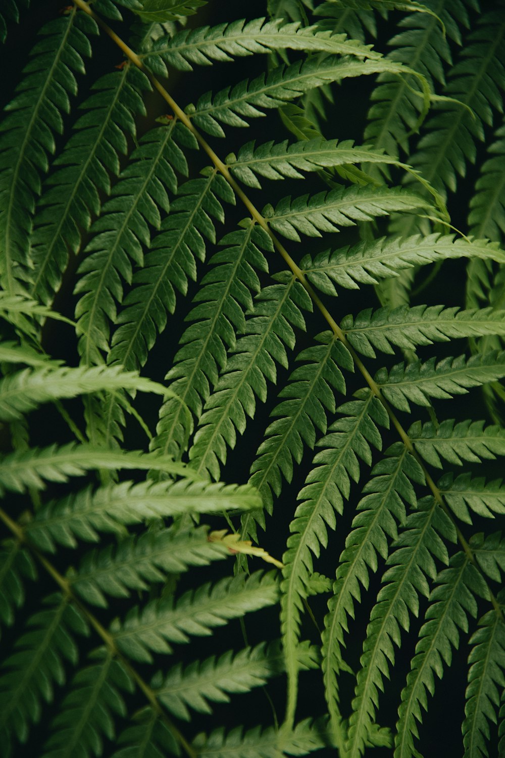 a close up of a green plant with lots of leaves