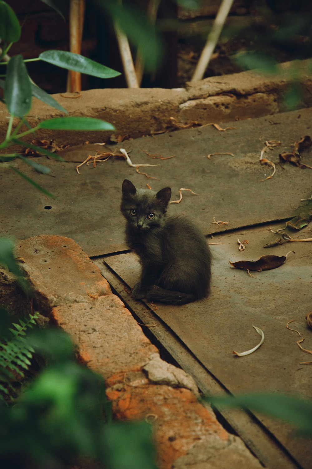 a small black kitten sitting on the ground