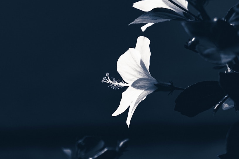a black and white photo of a flower