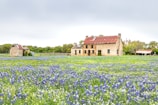A rustic stone farmhouse with a rusty brown roof stands amidst a field blanketed with vibrant blue and white wildflowers. In the background, trees add lush greenery to the scene, and a smaller stone shed with a tin roof appears to the left. The overall setting is serene and idyllic, capturing a peaceful rural landscape.