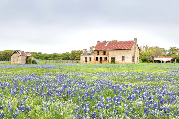Bluebonnet field in front of a stone farmhouse