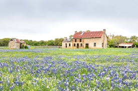 A rustic stone farmhouse with a rusty brown roof stands amidst a field blanketed with vibrant blue and white wildflowers. In the background, trees add lush greenery to the scene, and a smaller stone shed with a tin roof appears to the left. The overall setting is serene and idyllic, capturing a peaceful rural landscape.