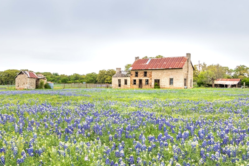 A rustic stone farmhouse with a rusty brown roof stands amidst a field blanketed with vibrant blue and white wildflowers. In the background, trees add lush greenery to the scene, and a smaller stone shed with a tin roof appears to the left. The overall setting is serene and idyllic, capturing a peaceful rural landscape.