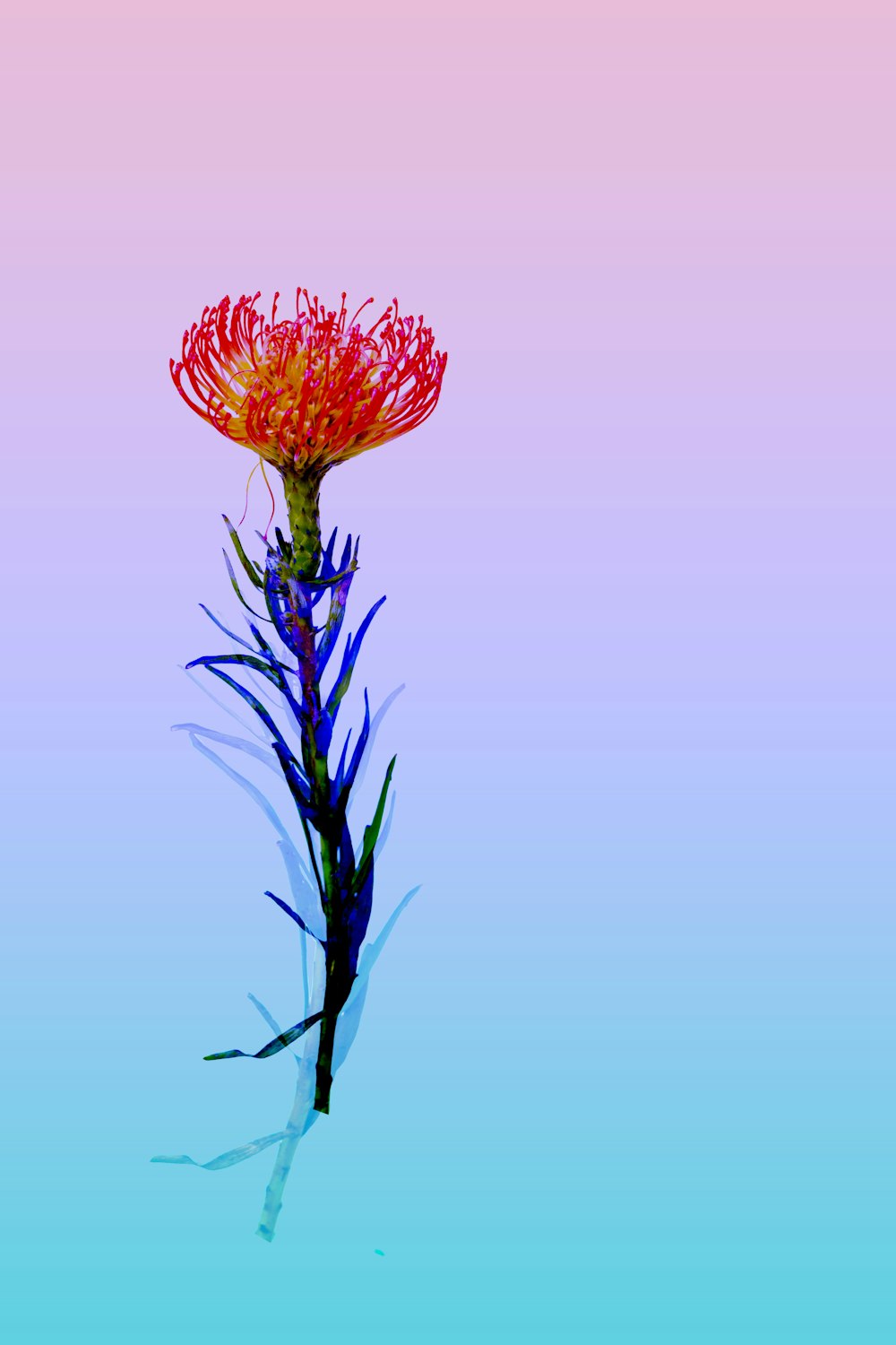 a red and yellow flower on a blue and pink background