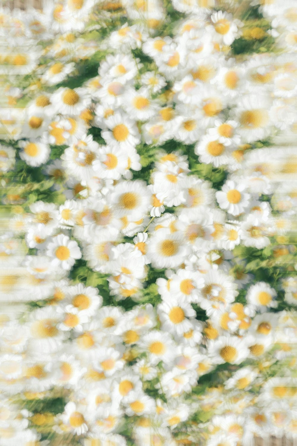 a picture of a bunch of daisies in a vase