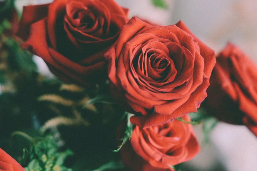 a bunch of red roses sitting on top of a table