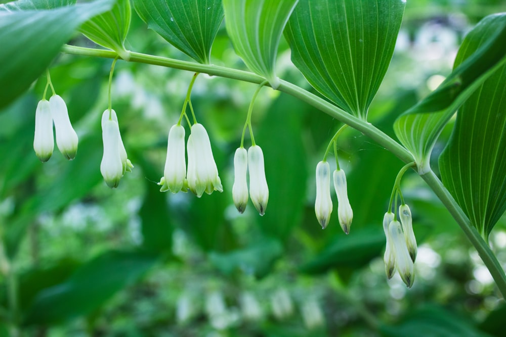 a group of white flowers hanging from a green leaf