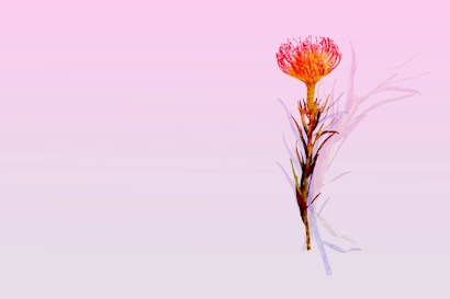 A vibrant orange and red protea flower with spiky petals is positioned against a soft pink gradient background. The stem is slender with elongated, thin leaves.