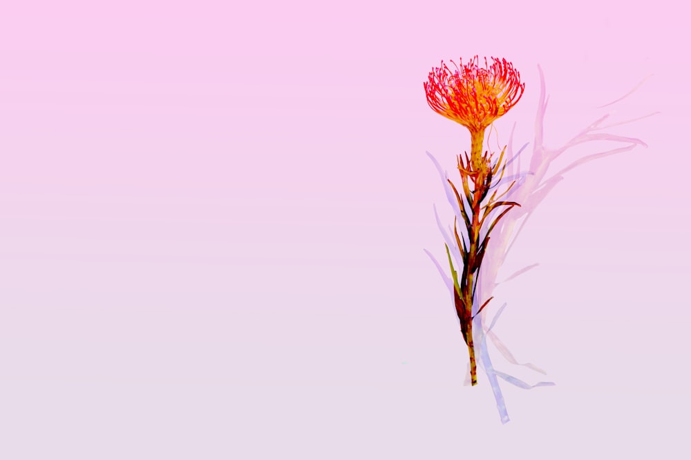 a single red flower on a pink background
