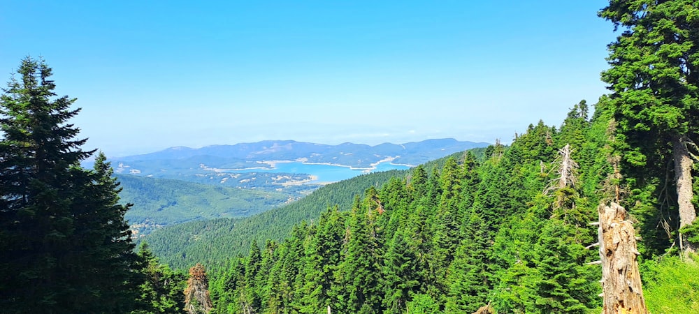 a scenic view of a forest with a lake in the distance