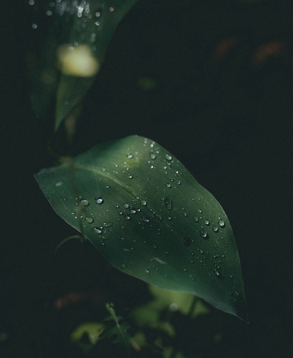 a green leaf with drops of water on it