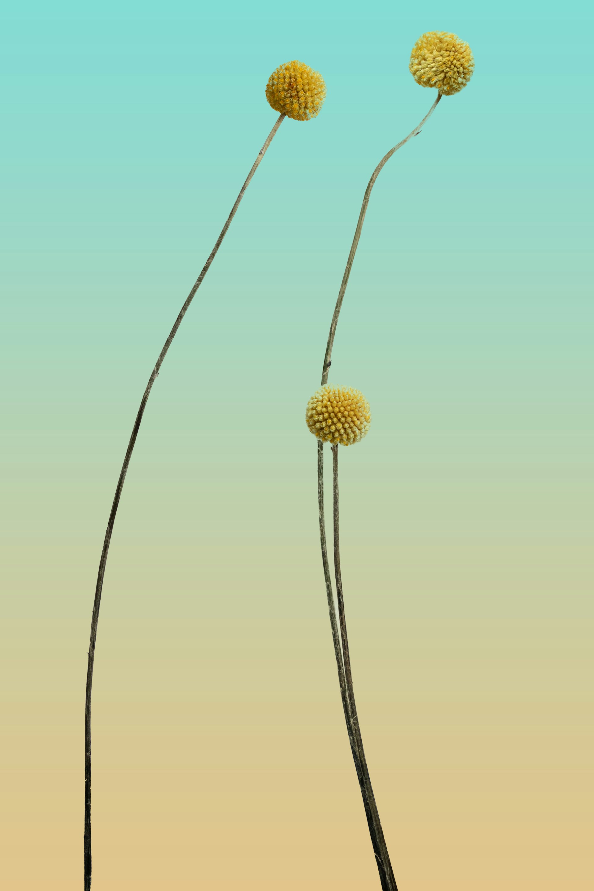 a couple of yellow flowers sitting on top of a plant