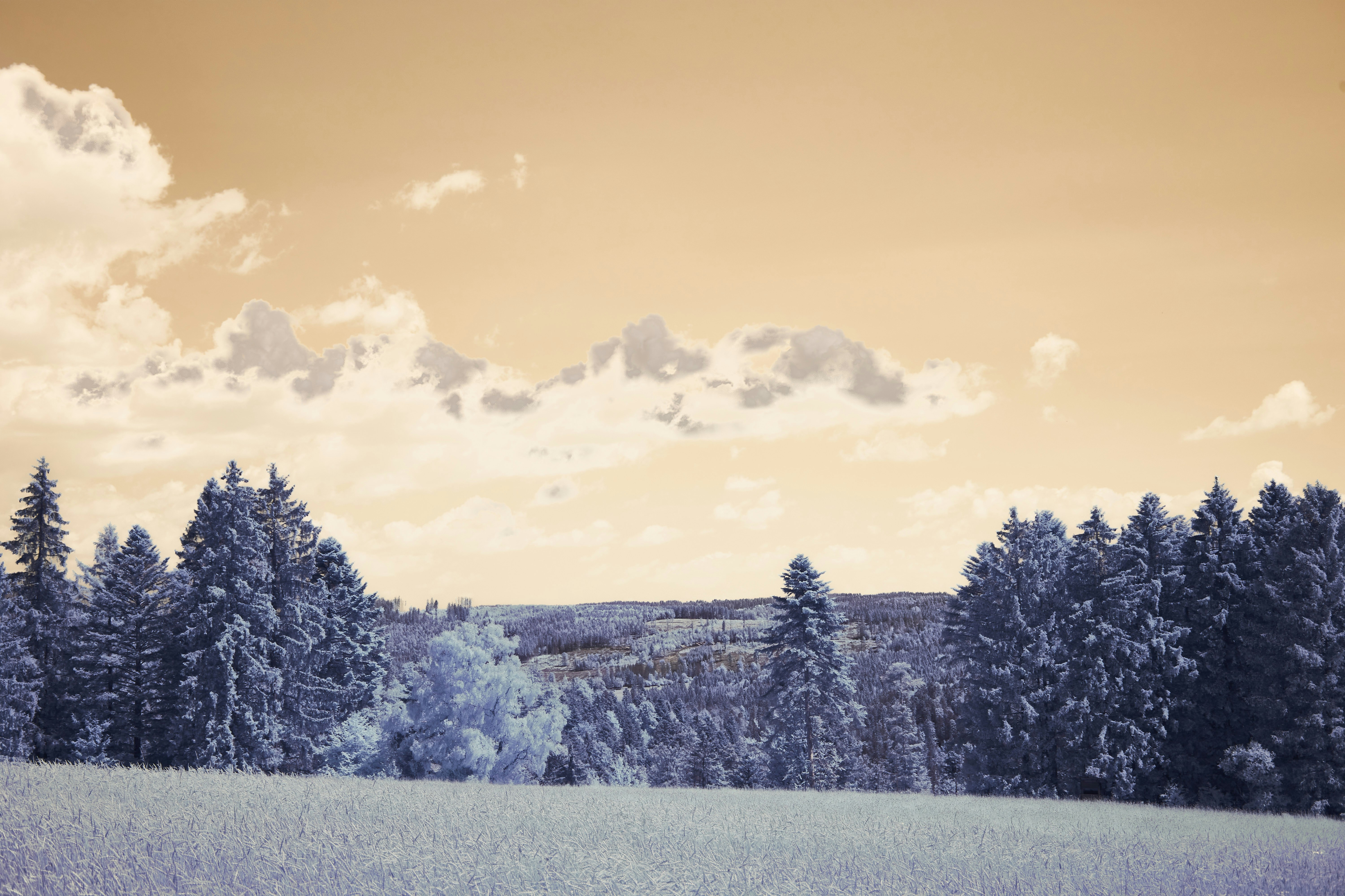 Photo by wolfgang_hasselmann