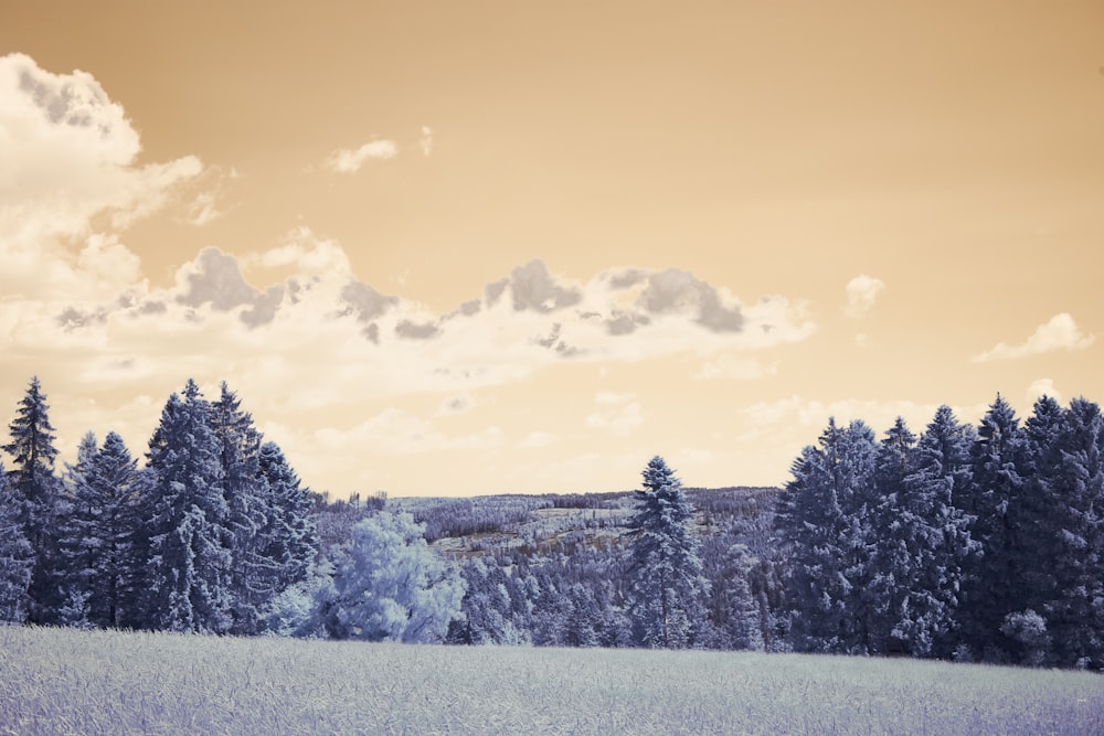 a field with trees and clouds in the background