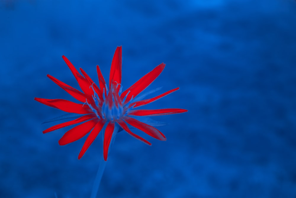 a red flower with a blue sky in the background