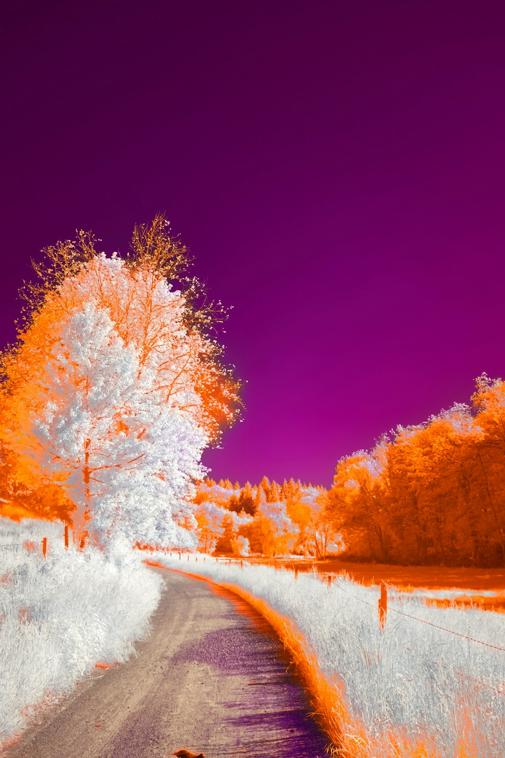 an infrared image of a road and a tree