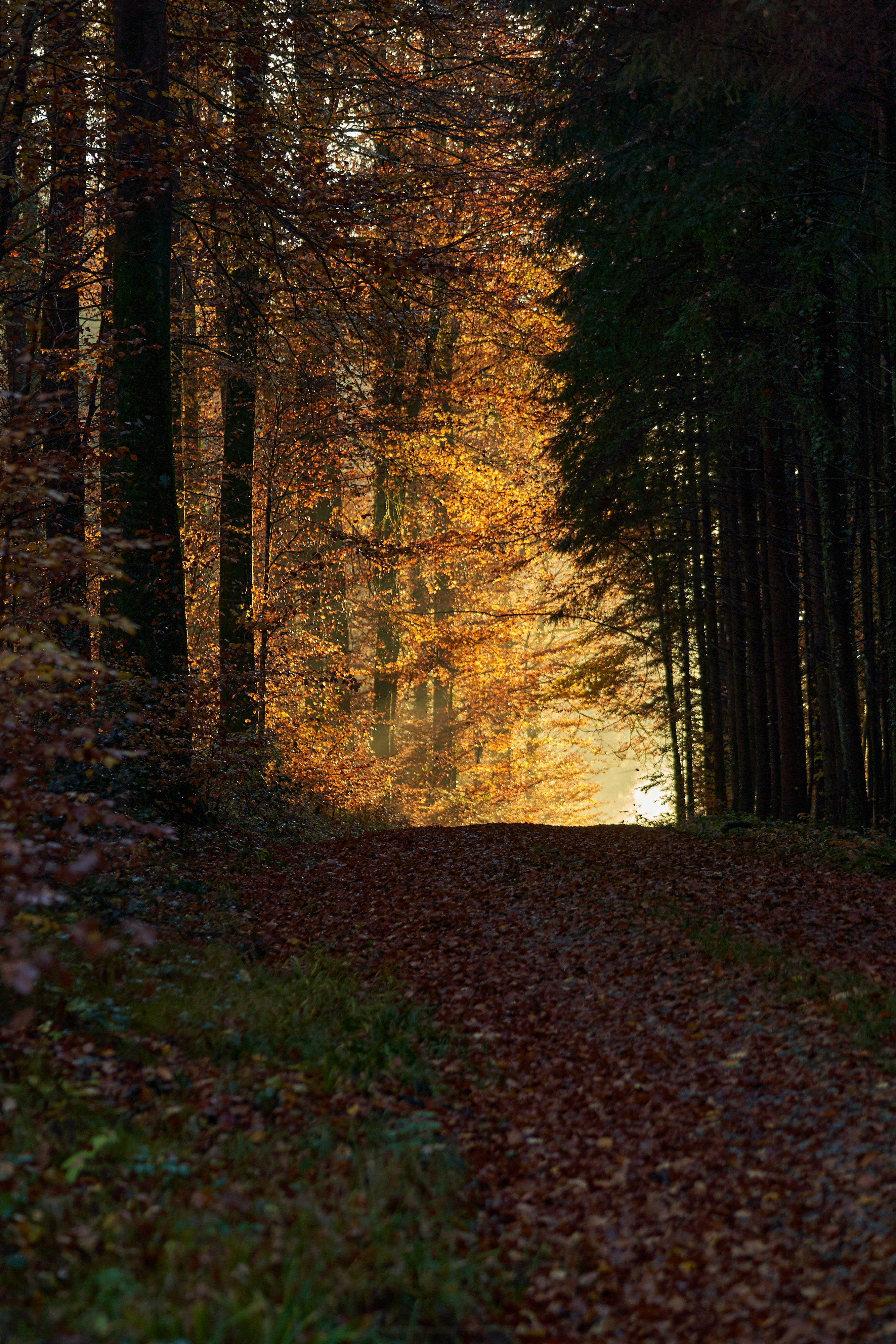 Photo by wolfgang_hasselmann