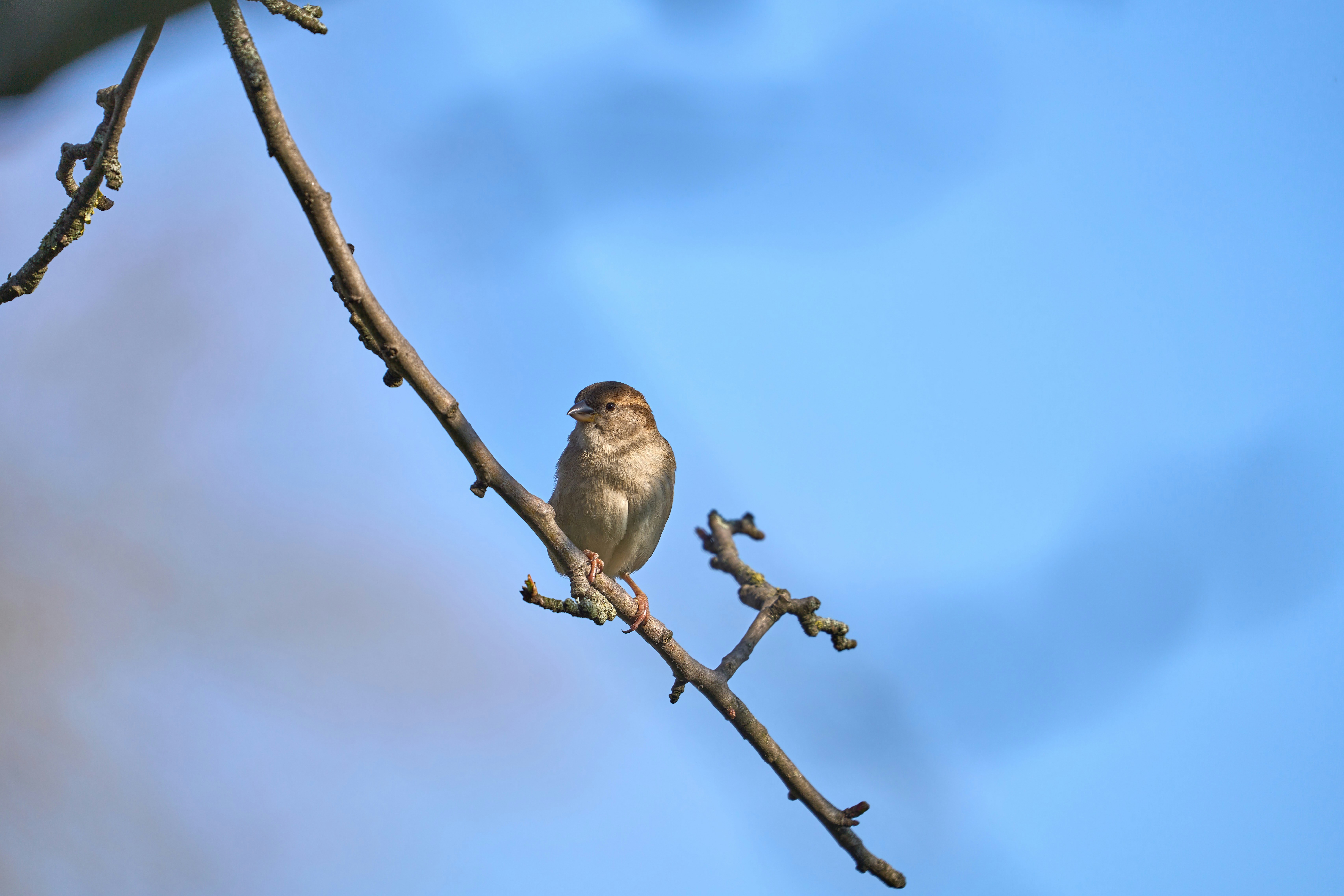 Photo by wolfgang_hasselmann