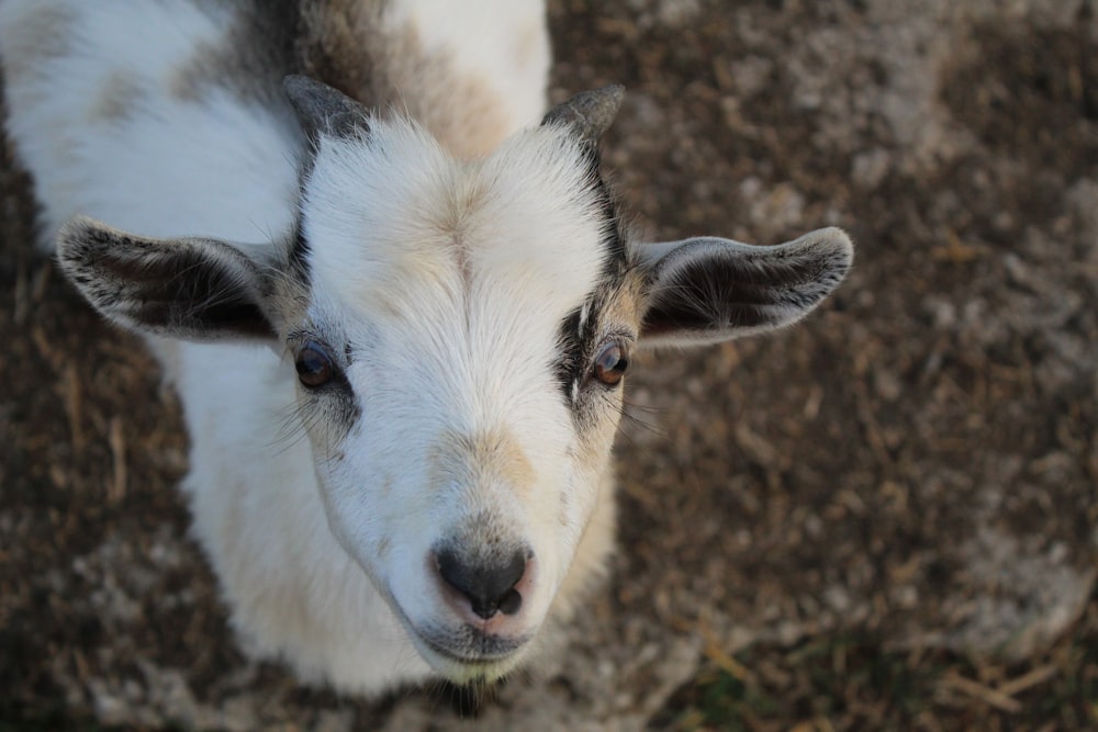 a close up of a sheep looking at the camera