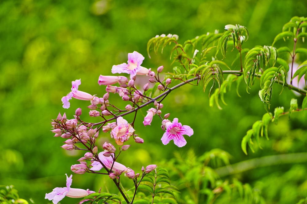 a bunch of pink flowers that are on a tree