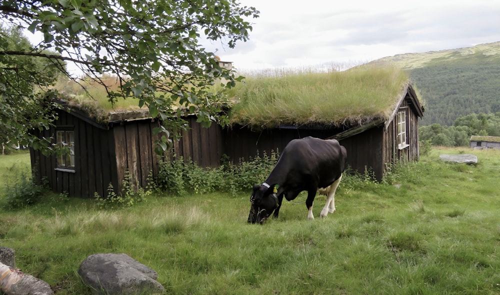 una mucca che pascola in un campo vicino a un edificio