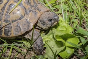 A smiling green turtle with a patterned shell, slowly exploring a sunny garden path.