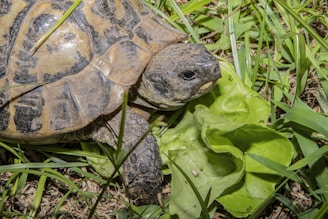 A smiling green turtle with a patterned shell, slowly exploring a sunny garden path.