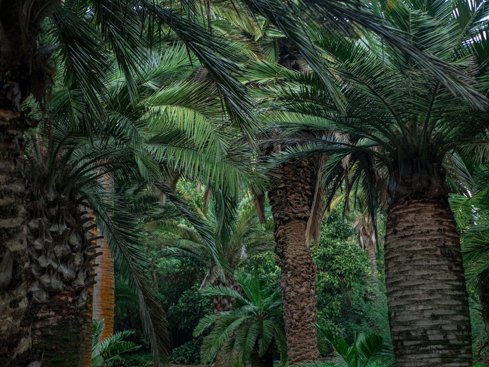 a group of palm trees in a forest