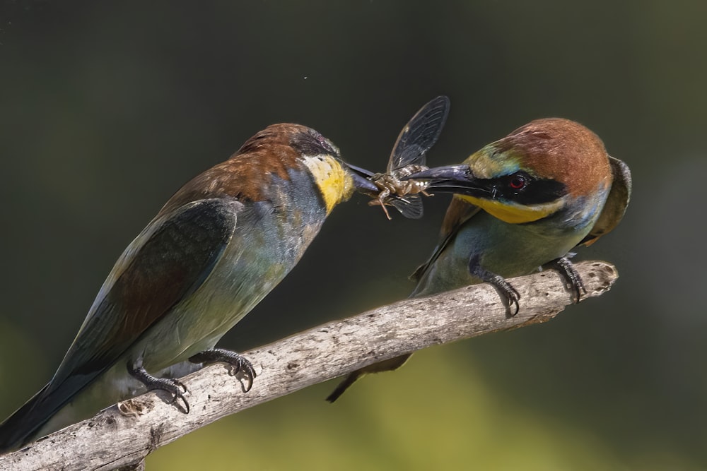 a couple of birds sitting on top of a tree branch