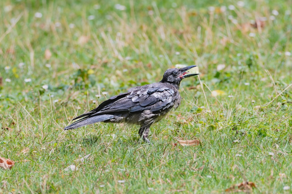 a black bird standing on top of a lush green field