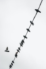 A group of pigeons is perched along a diagonal wire against a cloudy sky, with one pigeon in flight nearby.