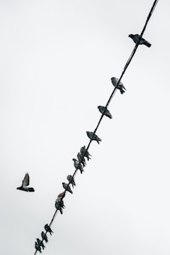 A group of pigeons is perched along a diagonal wire against a cloudy sky, with one pigeon in flight nearby.