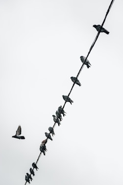 A group of pigeons is perched along a diagonal wire against a cloudy sky, with one pigeon in flight nearby.