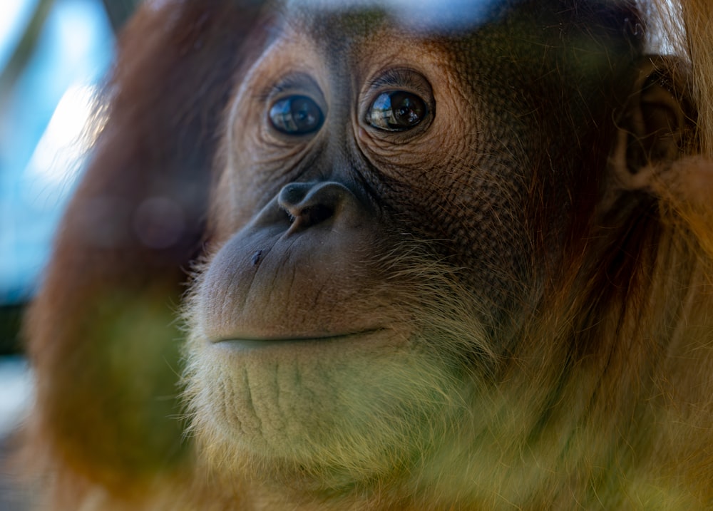 a close up of a monkey with a blurry background