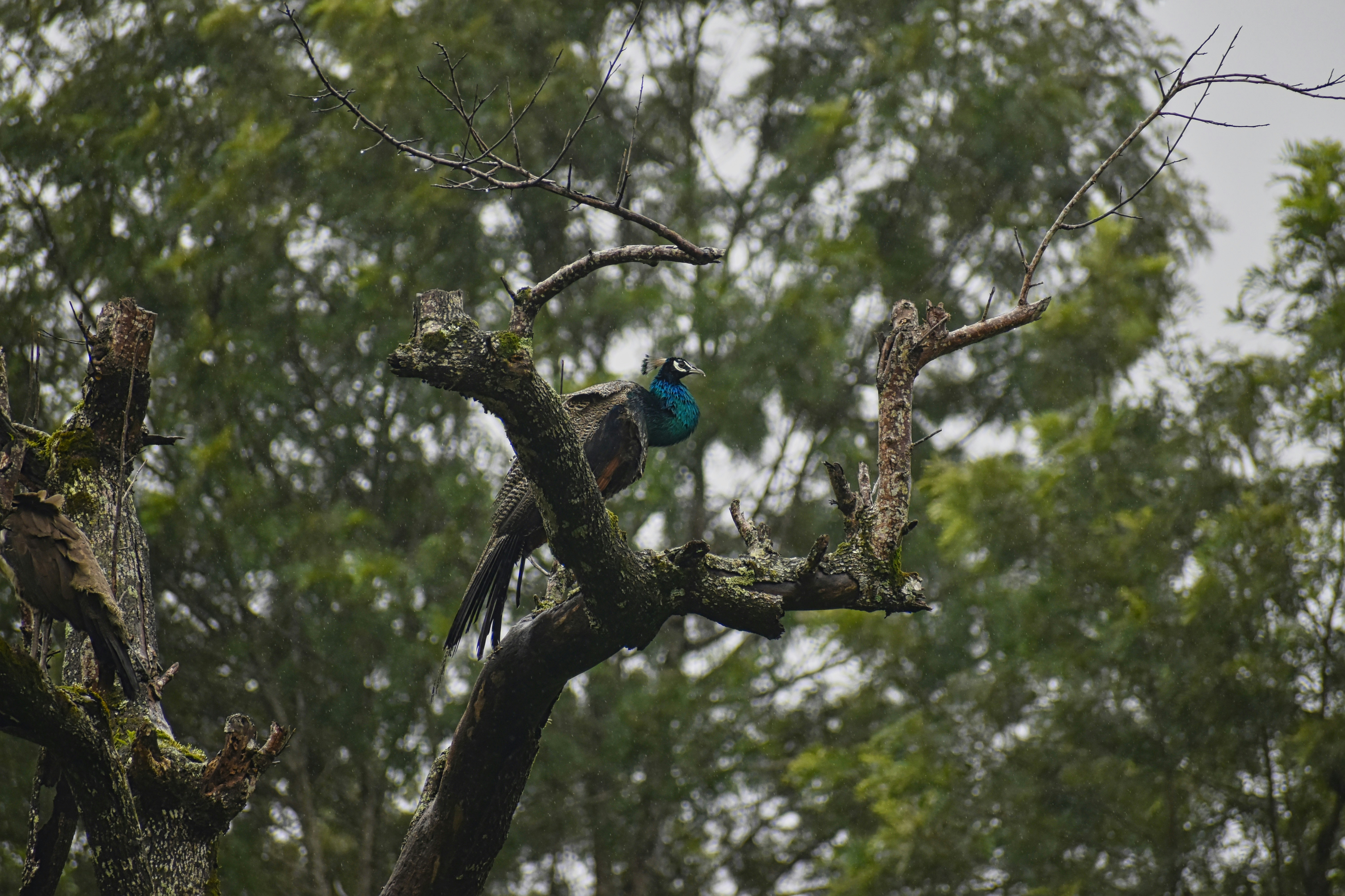 a blue and black bird sitting on a tree branch