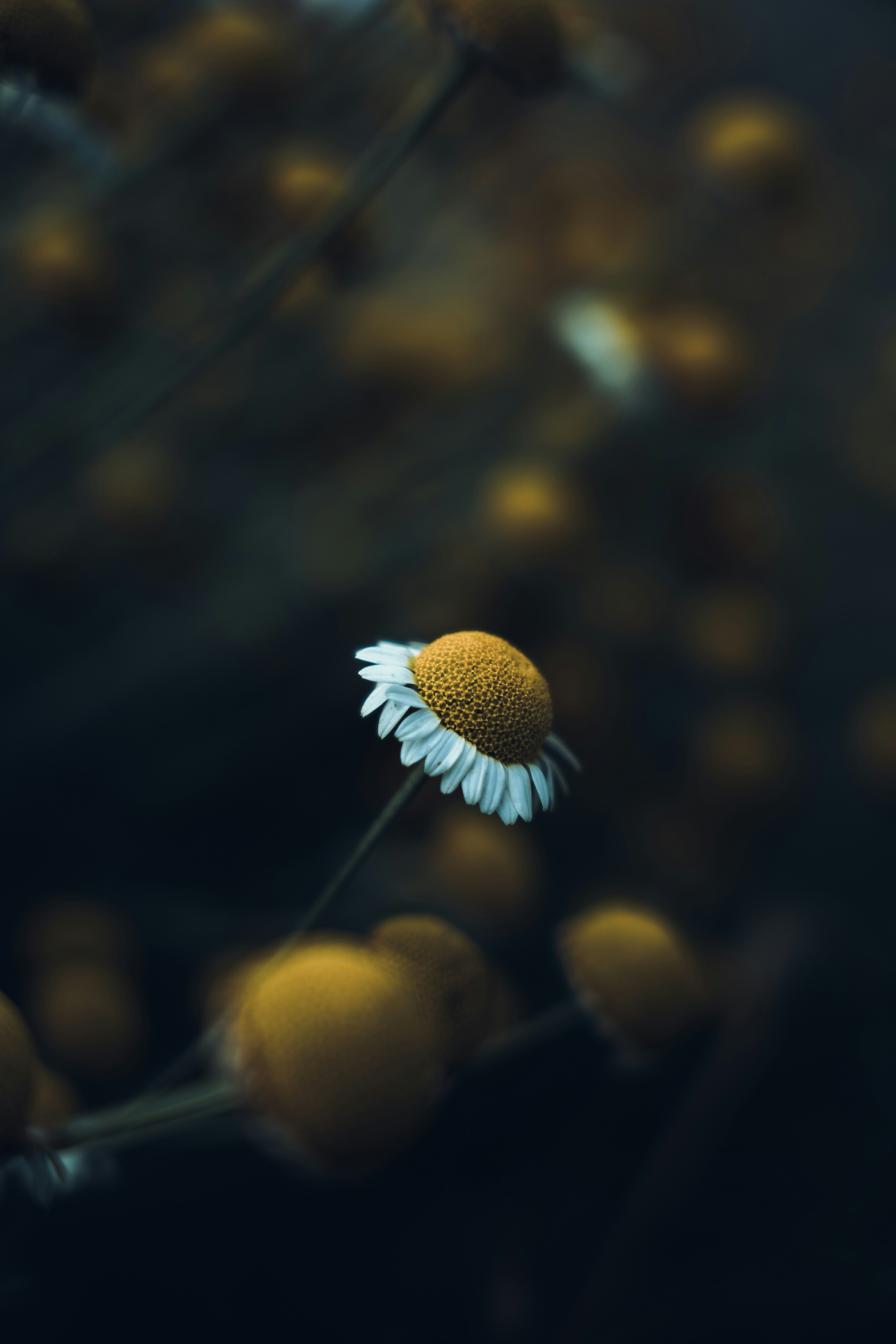 photo-1690571652191-4ed1df94d074?ixid=M3wxMjA3fDB8MXxzZWFyY2h8MjB8fGJlYXV0eSUyMGZyb20lMjB3aXRoaW58ZW58MHx8fHwxNzQ0MjE0NzQwfDA\u0026ixlib=rb-4.0.3