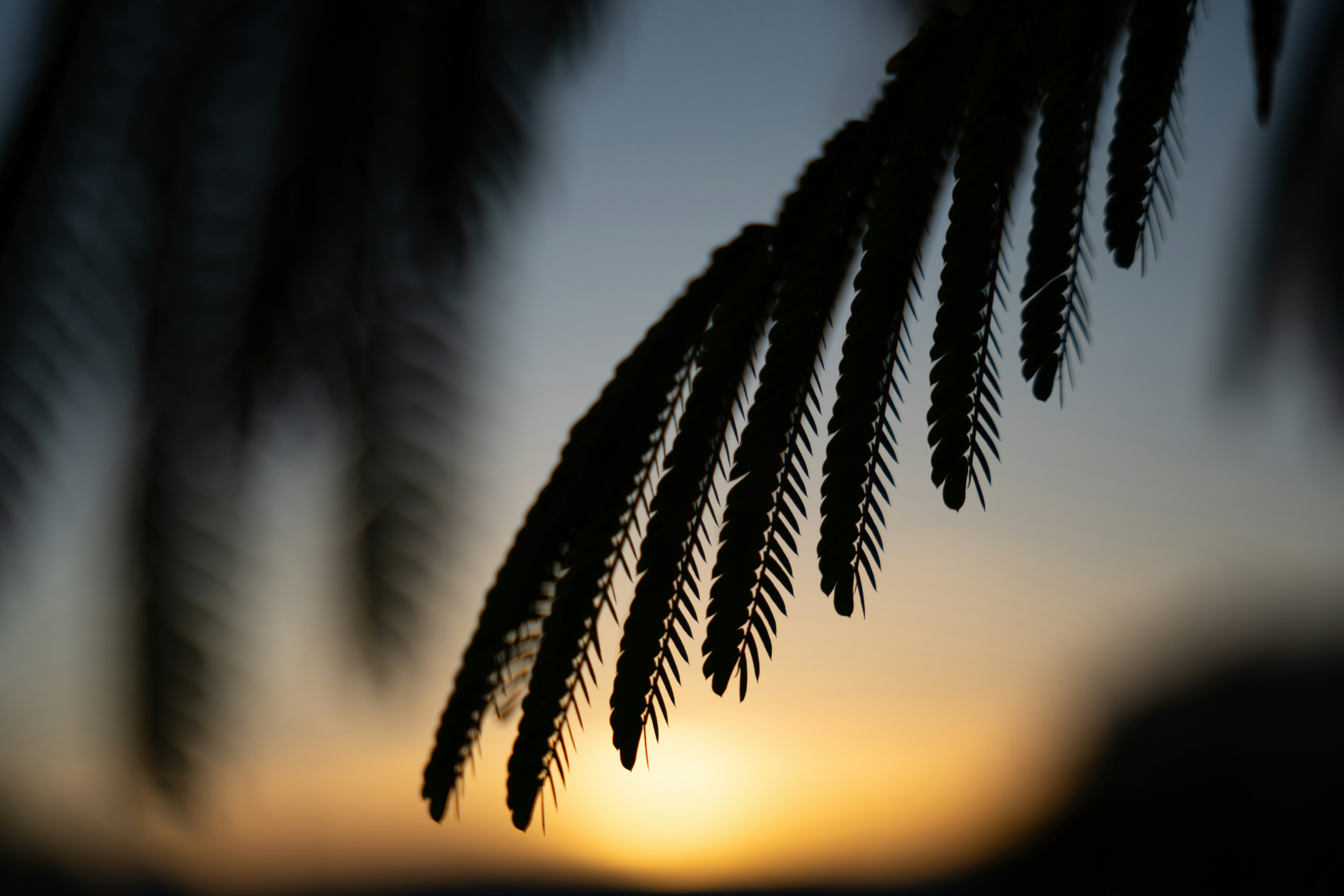 a close up of a leaf with the sun in the background