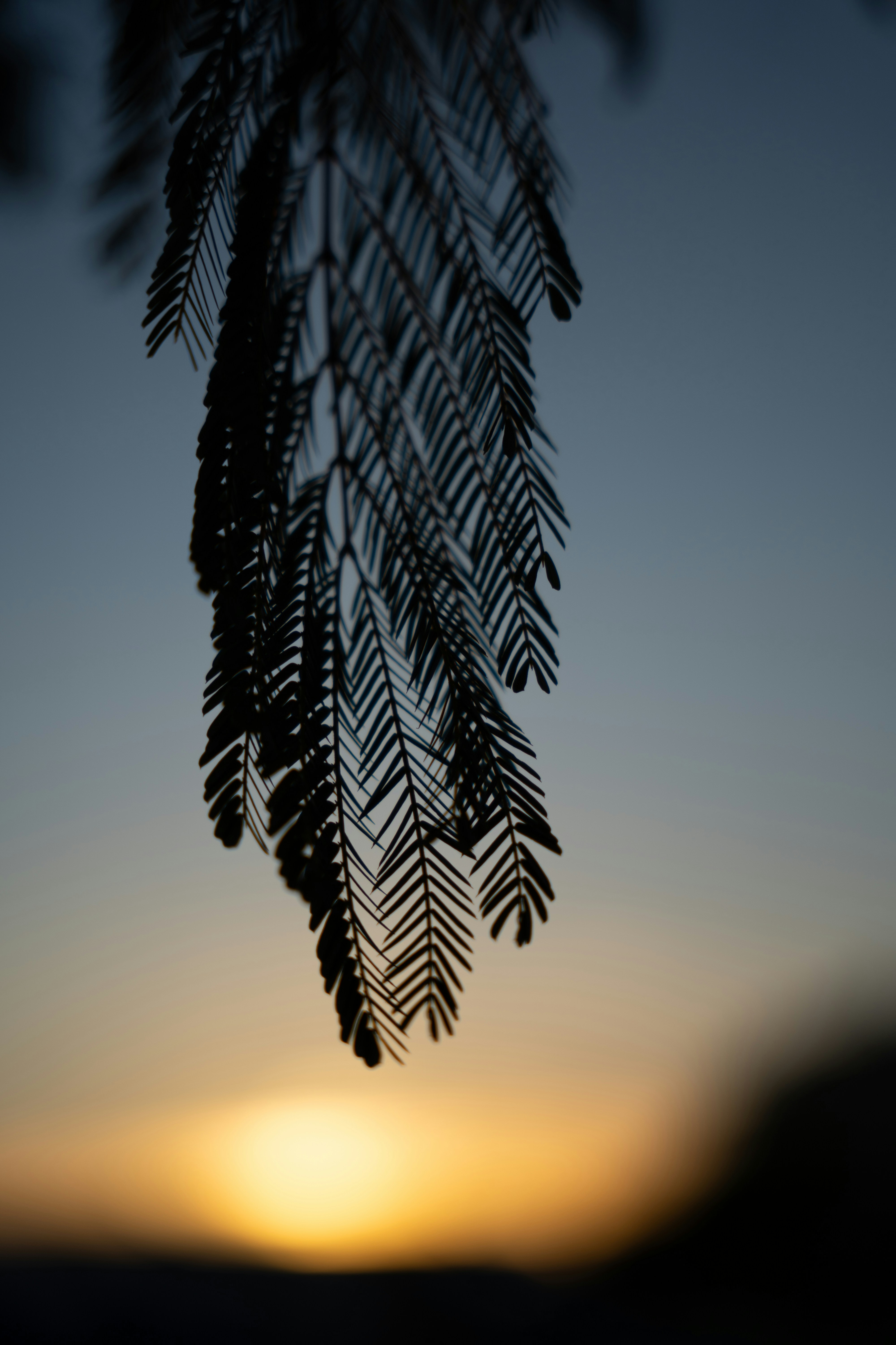 a close up of a tree branch with the sun in the background