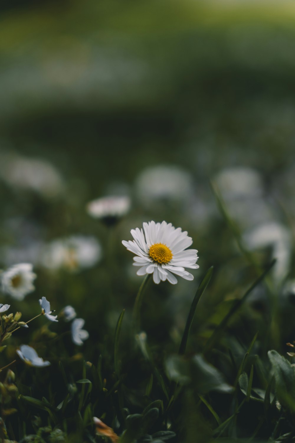 a single white flower sitting in the middle of a field