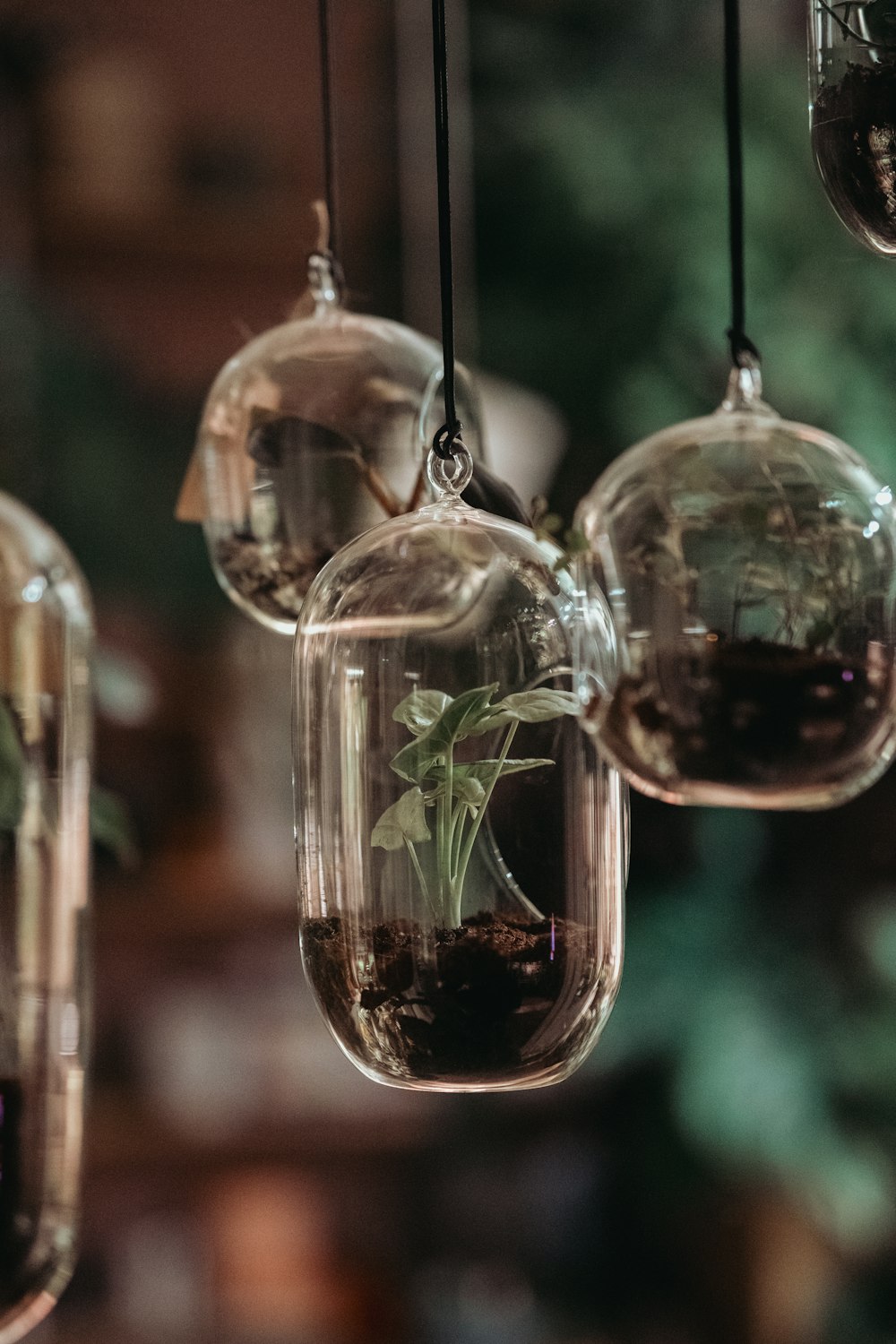 a group of glass vases with plants inside of them