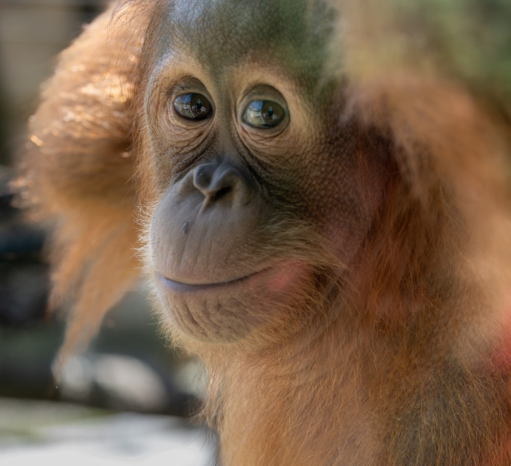 a close up of a monkey with a blurry background