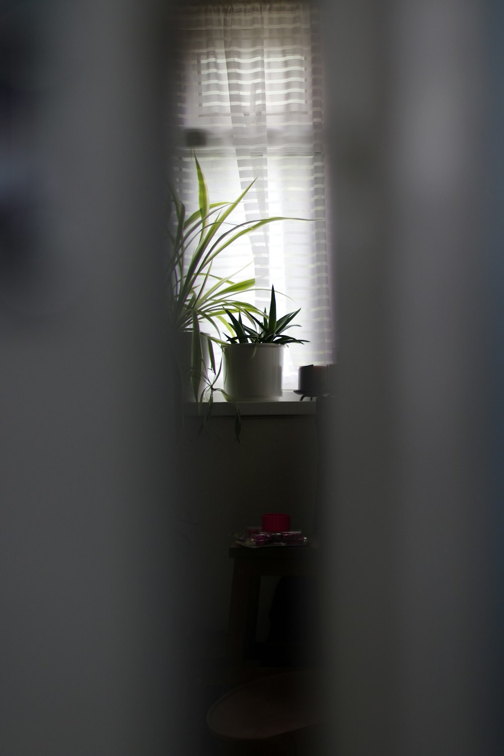 a potted plant sitting on top of a window sill