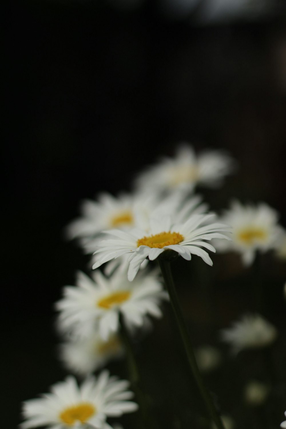 a bunch of white daisies in a vase