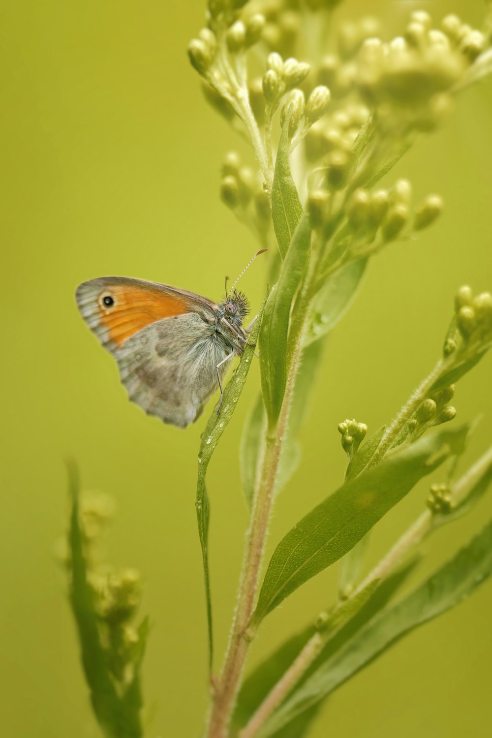 a close up of a butterfly on a plant