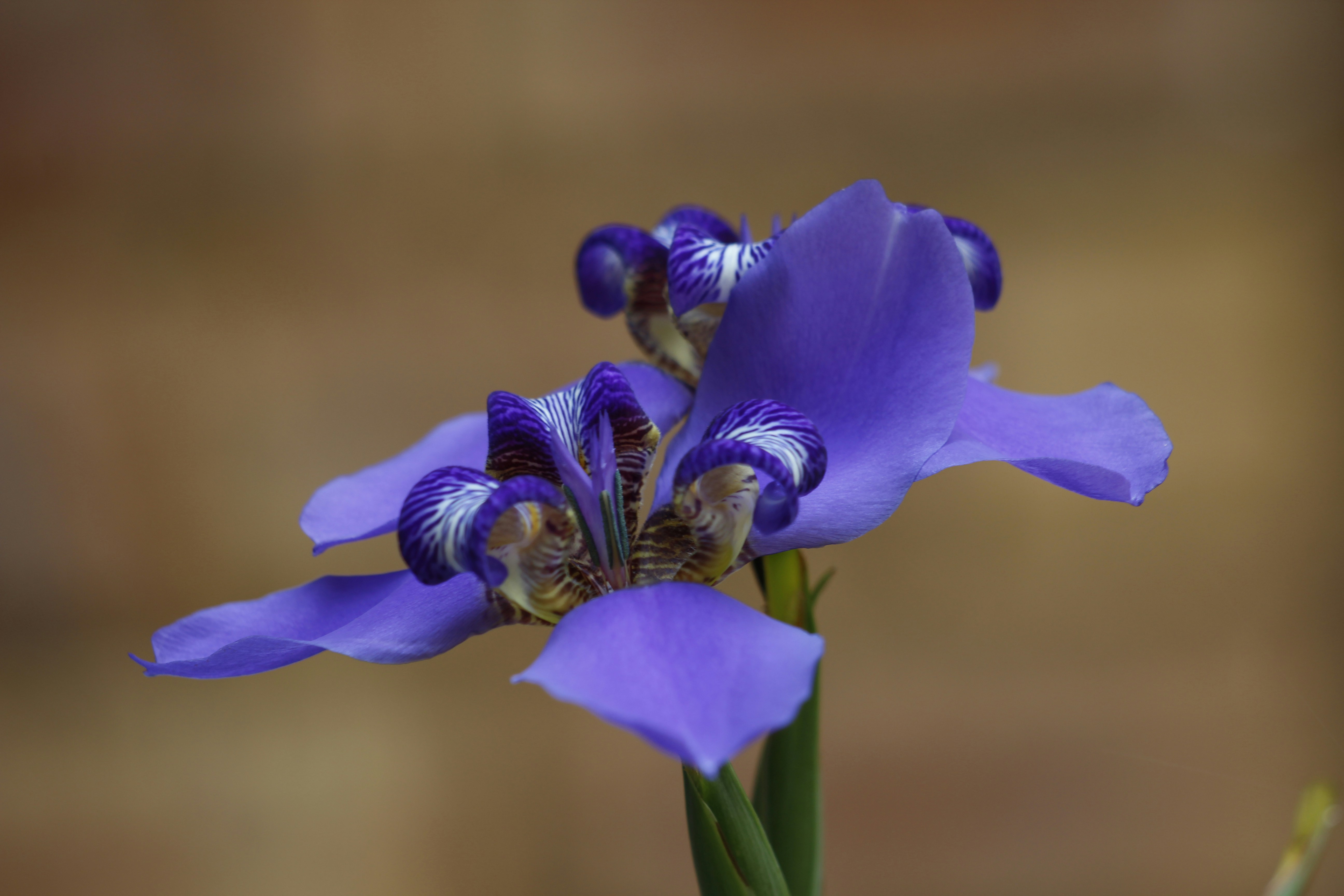 a close up of a purple flower with a blurry background