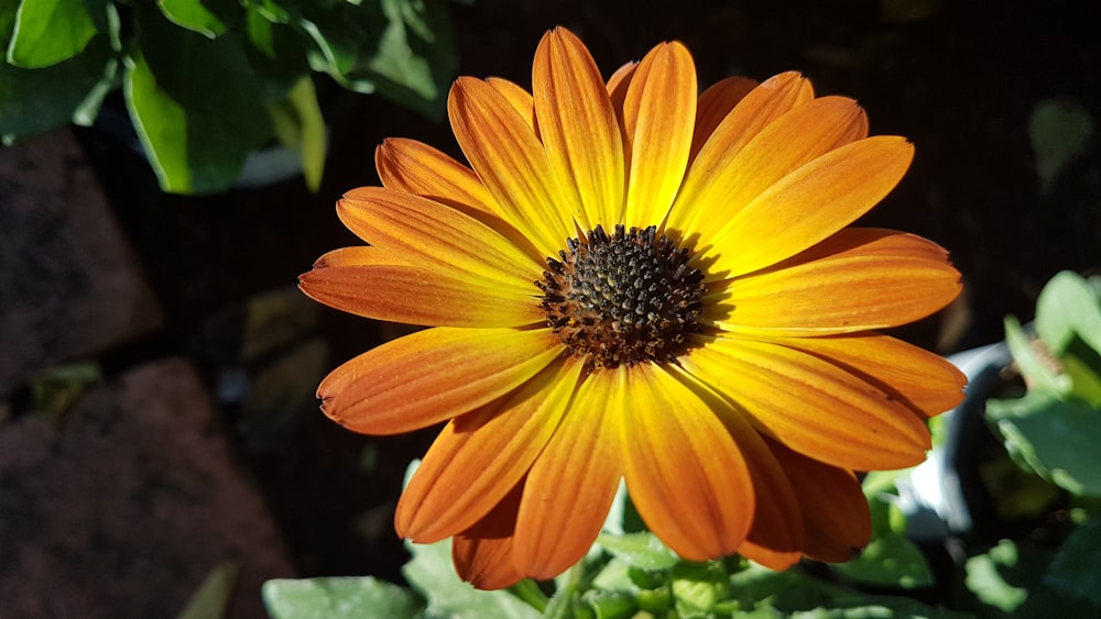 a close up of an orange flower in a garden