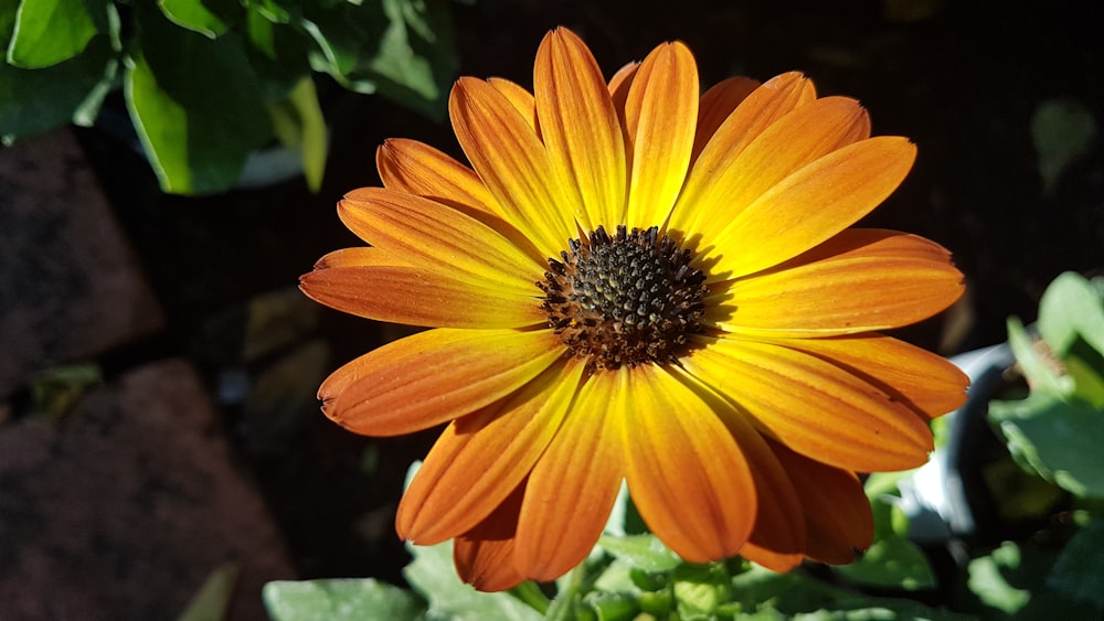 Un primo piano di un fiore d'arancio in un giardino