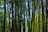 Tall bamboo trees with slender green stalks, interspersed with yellow and brown leaves. The light filters through the dense foliage, creating a serene and natural atmosphere.